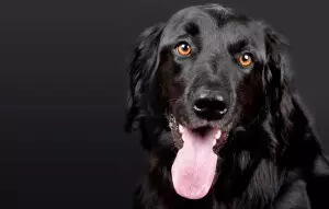 Tiermotiv Bildheizung