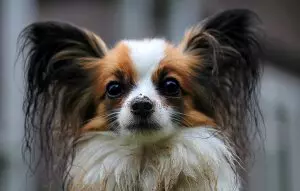 Tiermotiv Bildheizung