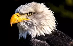 Tiermotiv Bildheizung