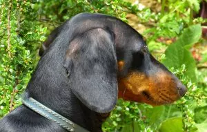 Tiermotiv Bildheizung