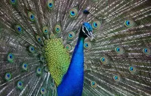 Tiermotiv Bildheizung