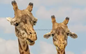 Tiermotiv Bildheizung